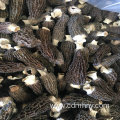 Dried mushrooms morchella vulgaris